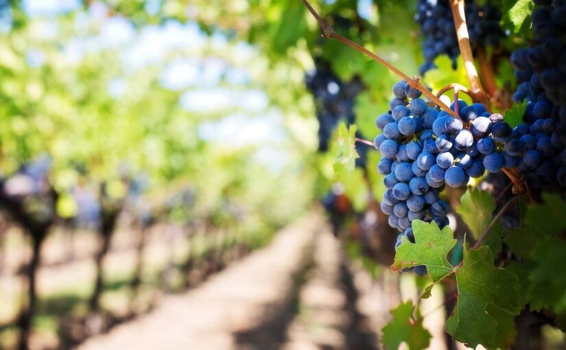 Le tourisme viticole en Provence : entre vignes et dégustations